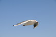 Möwe3