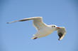 Möwe2