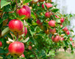 Red apples on apple tree branch Red apples on apple tree branch