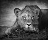 Young lion portrait - Fine Art prints