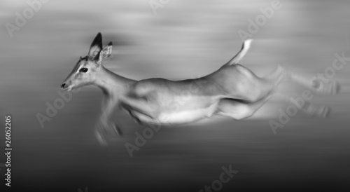 Photo: Impala running Impala running