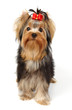 Puppy of the Yorkshire Terrier isolated on white Puppy of the Yorkshire Terrier isolated on white