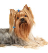 Yorkshire Terrier with braid Yorkshire Terrier with braid