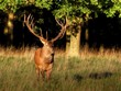 Stag - HDR