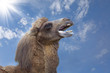 Camel Camel