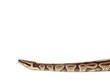 Royal Python snake Royal Python snake