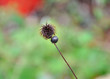Woodlouse on thistle