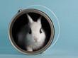 rabbit in a paint bucket