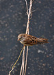 House sparrow