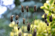 Seed pods