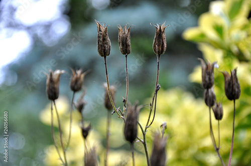 Photo: Seed pods Seed pods