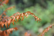 Russet pine needles