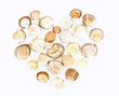 heart made from seashells on white background