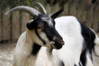 Billy goat