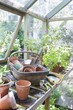 Gardening equipment on workbench in potting shed