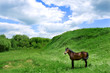 Photo: horse horse