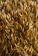 Oat ears background