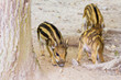Frischlinge auf Futtersuche