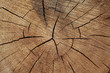 section of the a Pine Tree killed by the mountain pine beetle section of the a Pine Tree killed by the mountain pine beetle