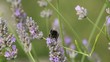 Abeille qui butine des fleurs de lavande