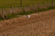 Barn Owl in flight