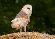 Barn Owl on straw bale