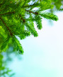fir branch fir branch