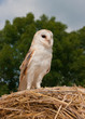 Barn Owl on straw bale