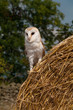 Barn Owl (Tyto Alba)