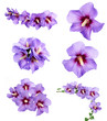 hibiscus flowers collection