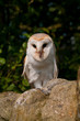 Barn Owl on wall