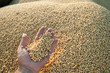 Soybean Harvest