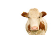 Rind freigestellt