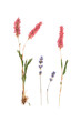 Knot weed and lavender Knot weed and lavender