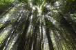 Forest Light