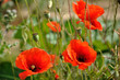 Three red poppies Three red poppies