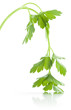 Sprig of withered Parsley isolated over white background. Sprig of withered Parsley isolated over white background.