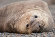 Male Elephant Seal..