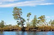 Lonely pines on the lake coast Lonely pines on the lake coast