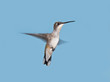 Hummingbird