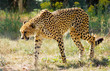 guépard