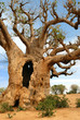 baobab d'Afrique