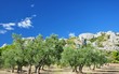 OLIVERAIE DANS LES ALPILLES