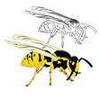 vector wasp vector wasp