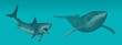Great White Shark Attacks Whale Great White Shark Attacks Whale