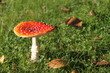Fliegenpilz 1