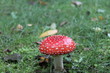 Fliegenpilz 11