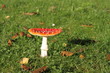 Fliegenpilz 9