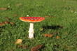 Fliegenpilz 2