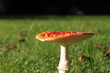 Fliegenpilz 10